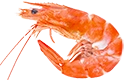 crevette
