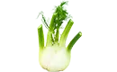 bulbe de fenouil
