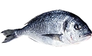 filet de daurade