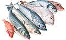poisson blanc