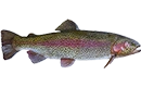 filet de truite